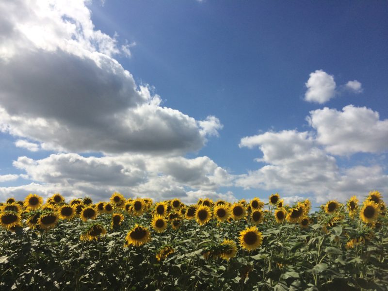 Sunflowers