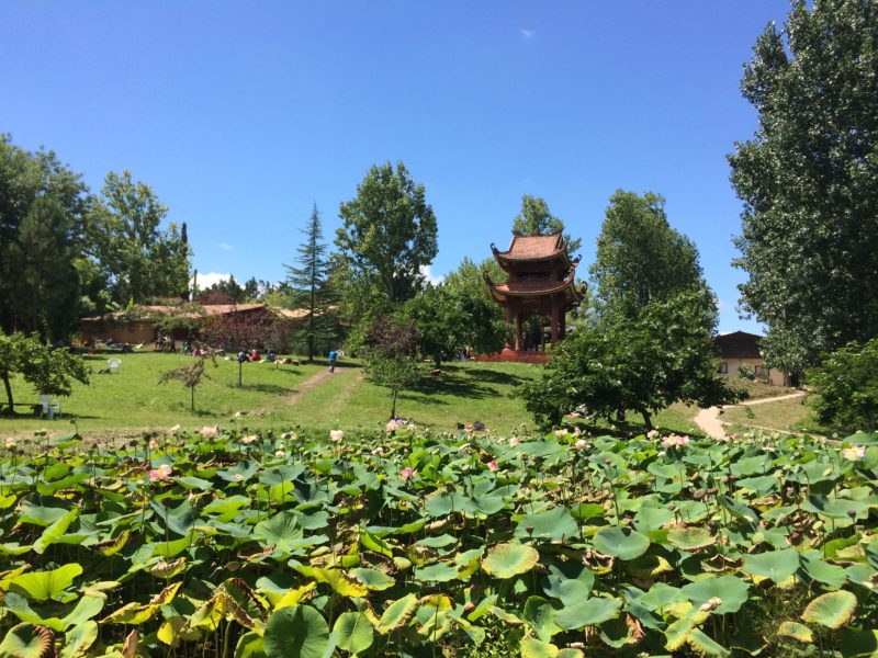 lotus pond